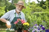 elderly man gardening 