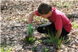 Little boy digs up weed