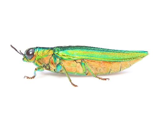 Emerald Ash Borer Image