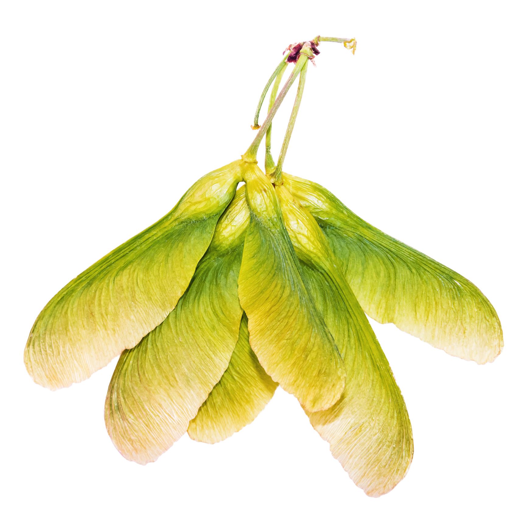 Ash Tree Seeds Image